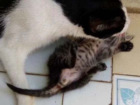 Gato raça  idade Abaixo de 2 meses nome Gatinho