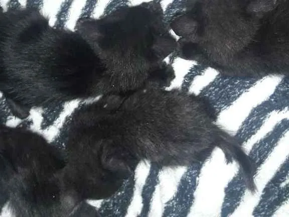 Gato ra a Srd idade Abaixo de 2 meses nome Ainda não tem nomes