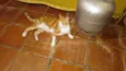 Alemao