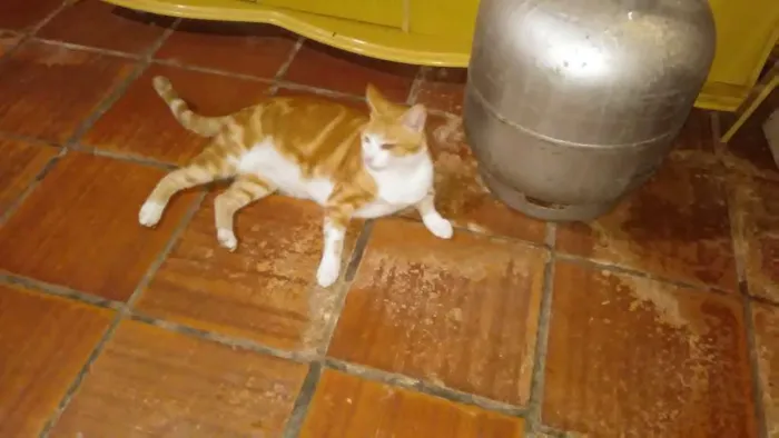 Gato ra a Gato comum idade 1 ano nome Alemao