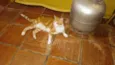 Alemao
