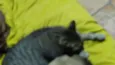 Gata