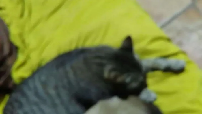 Gato ra a Comum idade 1 ano nome Gata