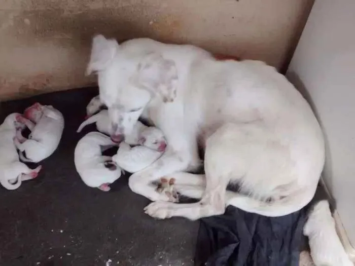 Cachorro ra a Não são de raça idade Abaixo de 2 meses nome Não tem nomes ainda