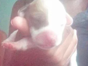 Cachorro raça Não são de raça idade Abaixo de 2 meses nome Não tem nomes ainda