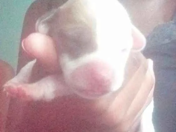 Cachorro ra a Não são de raça idade Abaixo de 2 meses nome Não tem nomes ainda