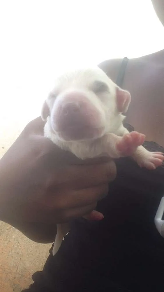 Cachorro ra a Não são de raça idade Abaixo de 2 meses nome Não tem nomes ainda
