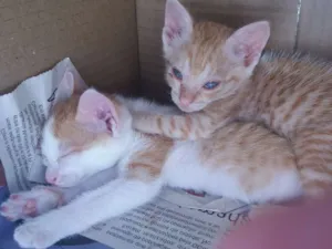 Gato raça Sem raça definida  idade Abaixo de 2 meses nome Sem nome