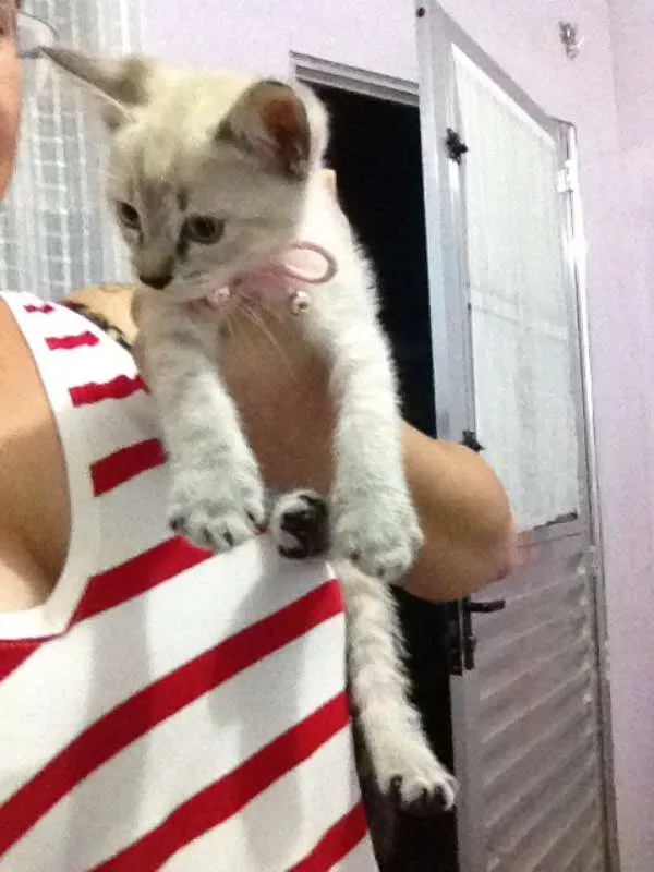 Gato ra a  idade  nome lucy 