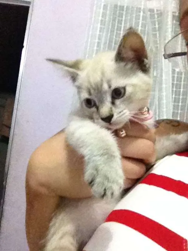 Gato ra a  idade  nome lucy 