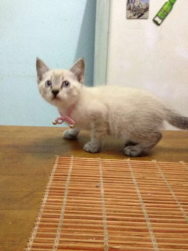 Gato ra a  idade  nome lucy 