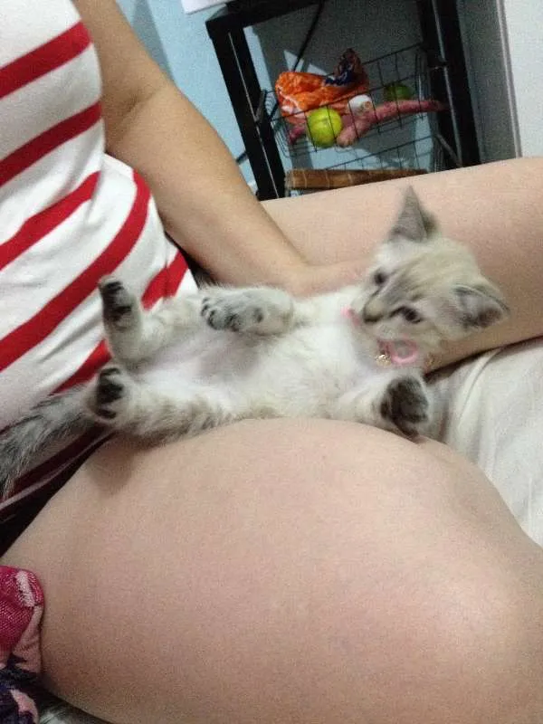 Gato ra a  idade  nome lucy 