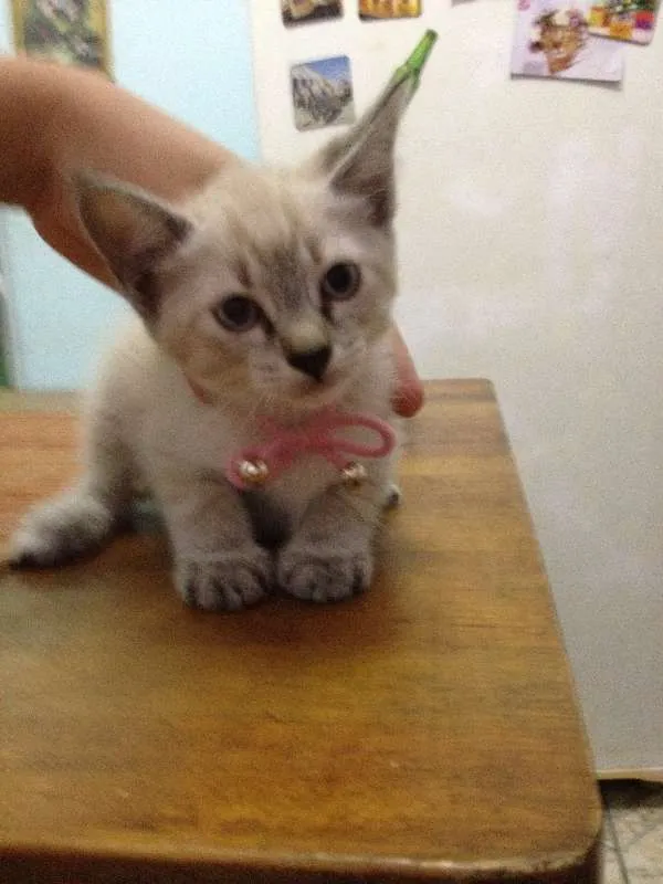 Gato ra a  idade  nome lucy 