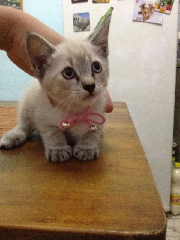Gato ra a  idade  nome lucy 