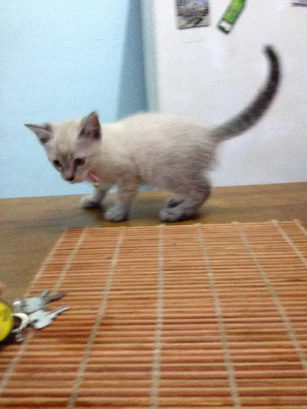 Gato ra a  idade  nome lucy 
