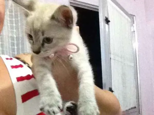 Gato ra a  idade  nome lucy 