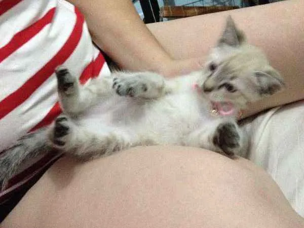 Gato ra a  idade  nome lucy 