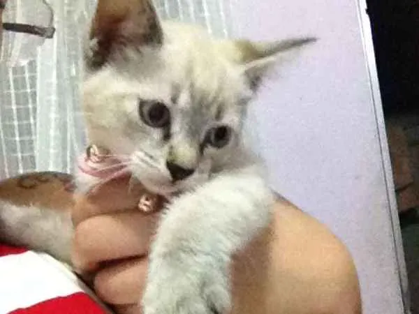 Gato ra a  idade  nome lucy 