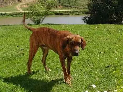 Cachorro ra a Fila idade 2 anos nome Sadan