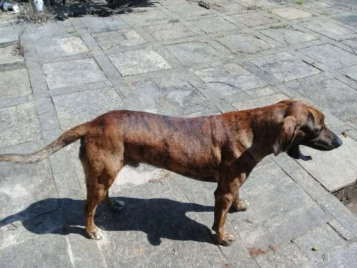 Cachorro ra a Fila idade 2 anos nome Sadan