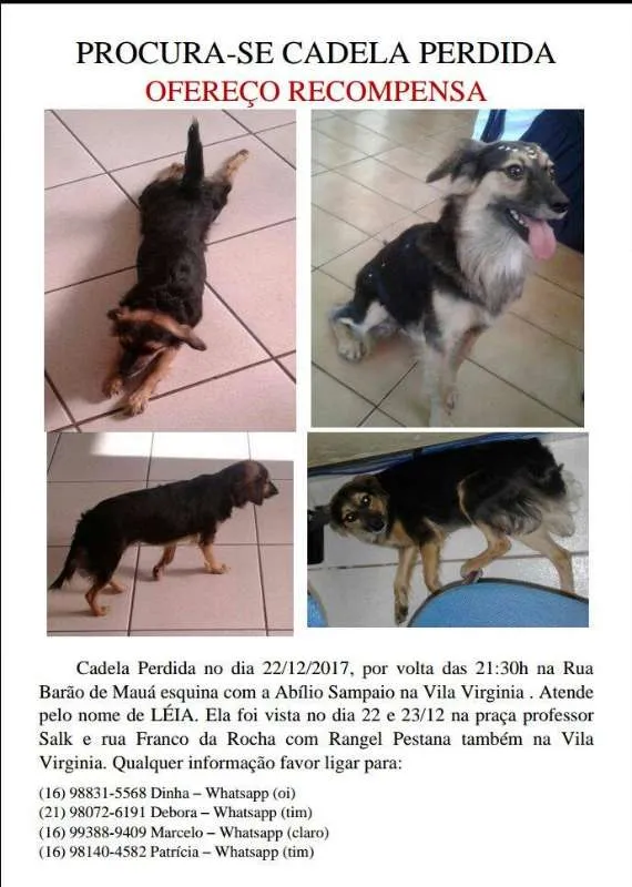 Cachorro ra a SRD idade 3 anos nome LÉIA GRATIFICA