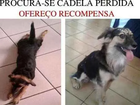 Cachorro ra a SRD idade 3 anos nome LÉIA GRATIFICA