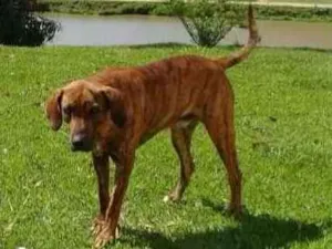 Cachorro raça Fila idade 2 anos nome Sadan
