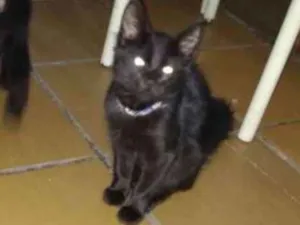 Gato raça Vira lata idade 2 a 6 meses nome Não tem nome Ainda 