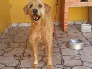 Cachorro raça SRD idade 5 anos nome NINA