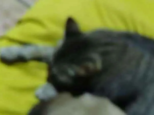 Gato ra a Comum idade 1 ano nome Gata