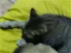 Gato raça Comum idade 1 ano nome Gata