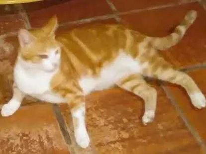 Gato ra a Gato comum idade 1 ano nome Alemao