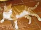 Gato raça Gato comum idade 1 ano nome Alemao