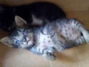 Gato raça  idade Abaixo de 2 meses nome Gatinho