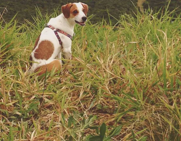 Cachorro ra a Sem raça definida idade 1 ano nome Ben