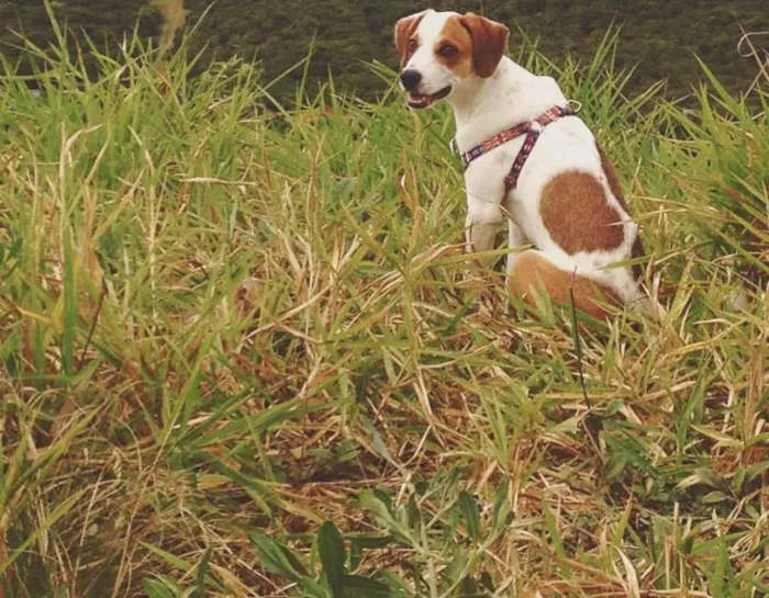 Cachorro ra a Sem raça definida idade 1 ano nome Ben