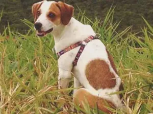 Cachorro raça Sem raça definida idade 1 ano nome Ben