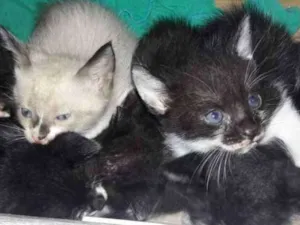 Gato raça Srd idade Abaixo de 2 meses nome Sem nome