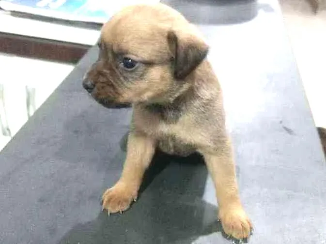 Cachorro ra a Srd idade Abaixo de 2 meses nome Sem nome 