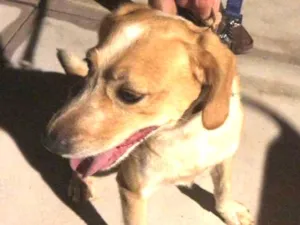 Cachorro raça Nao sei idade 2 anos nome Fred
