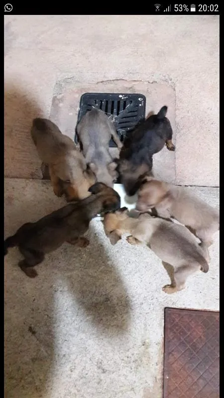 Cachorro ra a Vira lata idade Abaixo de 2 meses nome Não tem nome