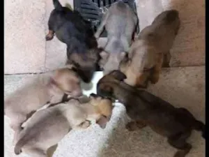 Cachorro raça Vira lata idade Abaixo de 2 meses nome Não tem nome