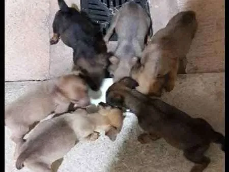 Cachorro ra a Vira lata idade Abaixo de 2 meses nome Não tem nome