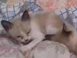 Gato raça Siamês  idade 2 a 6 meses nome Sem nome