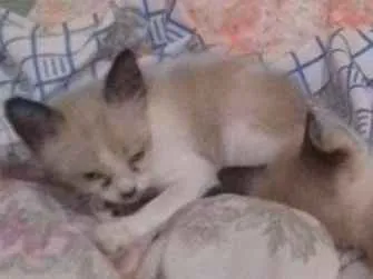 Gato ra a Siamês  idade 2 a 6 meses nome Sem nome