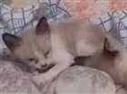 Gato raça Siamês  idade 2 a 6 meses nome Sem nome