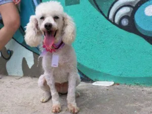 Cachorro raça Poodle idade 6 ou mais anos nome Sofia (Idosa)
