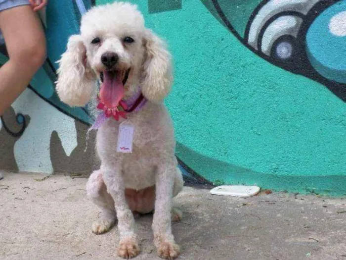 Cachorro ra a Poodle idade 6 ou mais anos nome Sofia (Idosa)