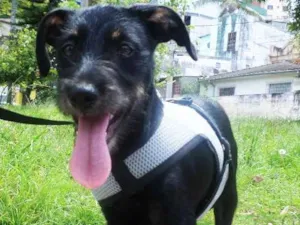 Cachorro raça SRD idade 7 a 11 meses nome Dylan