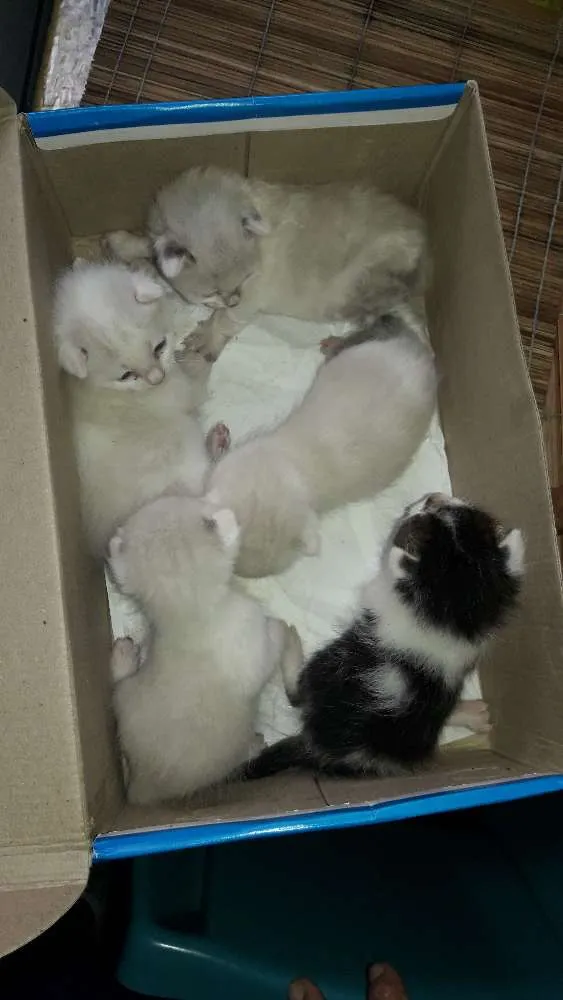 Gato ra a Não sei idade Abaixo de 2 meses nome Não tem